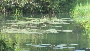 river and plants