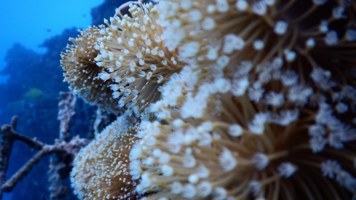 Oceanography