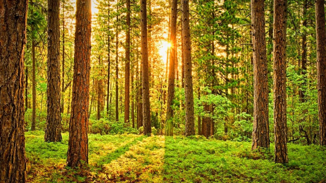 Bachelor's Degree in Earth Sciences and Environmental Sciences