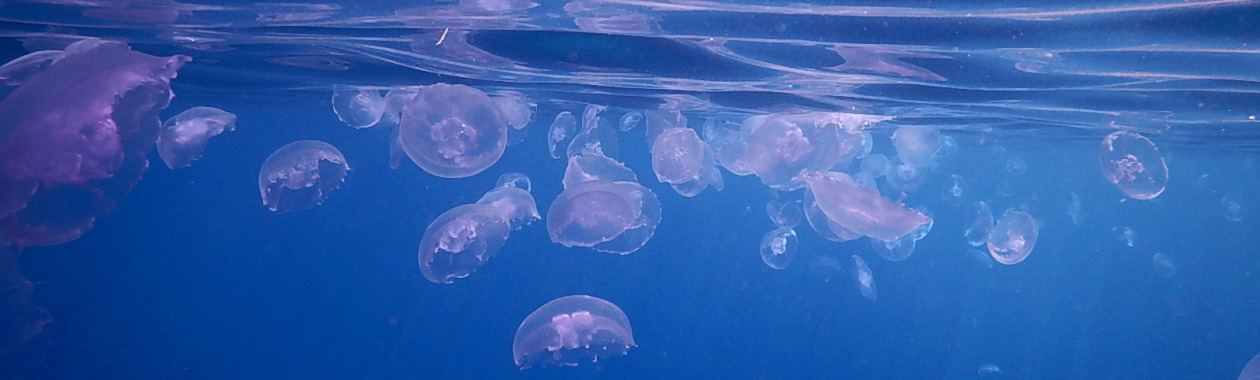 BSc in Climate, Atmosphere and Oceanography